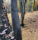 Wylesianie i degradacja lasów z największych przyczyny zmian klimatu