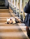 Coraz więcej psów jeździ koleją.  W I półroczu br. w pociągach PKP Intercity podróżowało ponad 100 tys. czworonogów