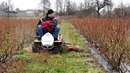 Borówka amerykańska  - czym  sprawnie i szybko odchwaszczać młodą plantację 