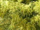 Akacja Srebrzysta (Acacia dealbata)