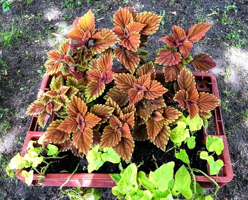 coleus blumego, pokrzywka brazylijska 