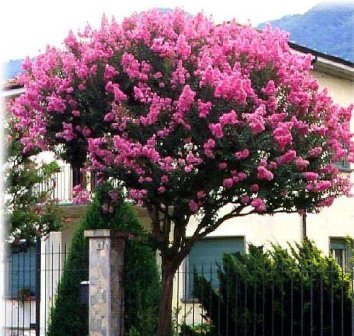 Lagerstremia Indyjska ( Lagerstroemia indica)