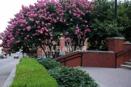 Lagerstremia Indyjska ( Lagerstroemia indica)