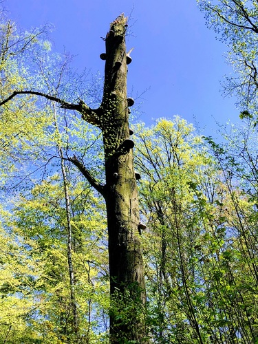 Leśne populacje jerzyków do przetrwania potrzebują starych drzewostanów