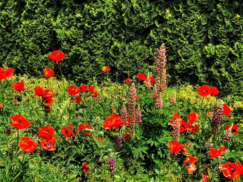 Mak wschodni (Papaver orientale L.)