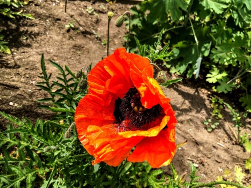 Mak wschodni (Papaver orientale L.)