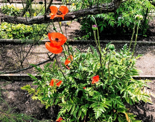 Mak wschodni (Papaver orientale L.)