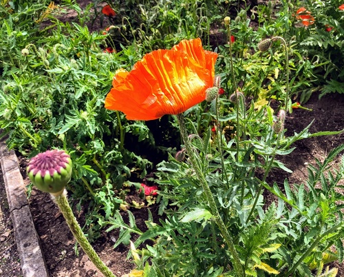 Mak wschodni (Papaver orientale L.)