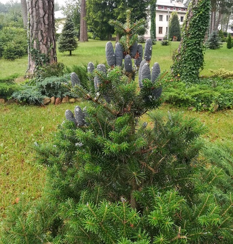 Koreańska piękność/Koreańska piękność Jodła koreańska (Abies koreana) 