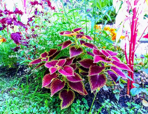 Koleus Blumego (Coleus blumei) zwany też pokrzywką brazylijską (Plectranthus scutellarioides)