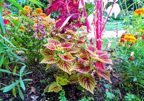 Koleus Blumego (Coleus blumei) zwany też pokrzywką brazylijską (Plectranthus scutellarioides)