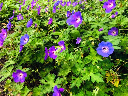 Bodziszek 'Rozanne' (Geranium 'Rozanne') 