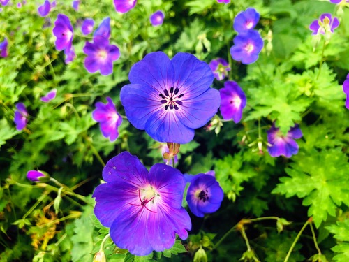 Bodziszek 'Rozanne' (Geranium 'Rozanne') 