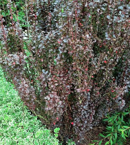 Berberys Thunberga, krzew ozdobny, żywopłot