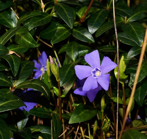 Barwinek pospolity, Vinca Minor