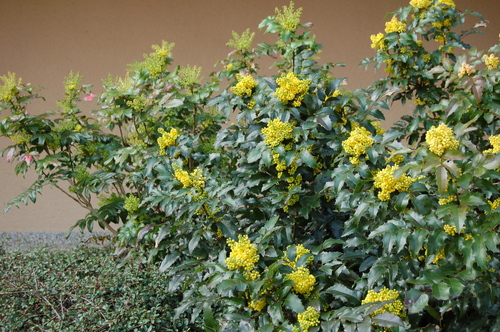 Mahonia pospolita (mahonia aquifolium)