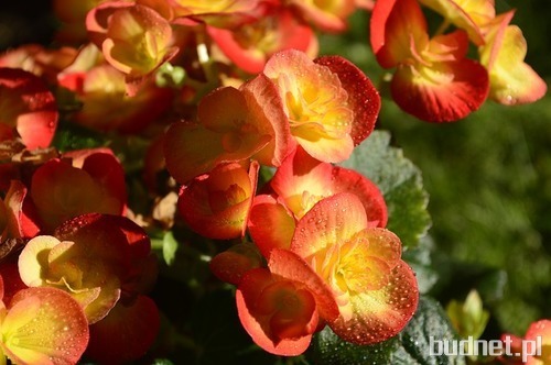 Begonia.