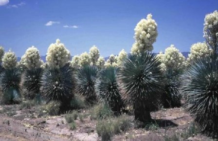 Yucca rostrata