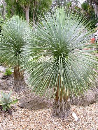 Yucca rostrata