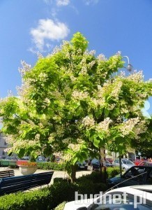 Surmia zwyczajna 'Aurea' Catalpa bignonioides