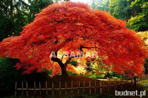 Klon palmowy Acer palmatum 'Atropurpureum'