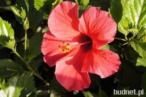 Hibiskus 