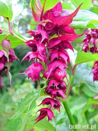 Leycesteria 'Purple Rain'- Leycesteria Formosa 