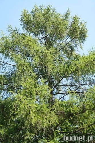 Modrzew (Larix) 