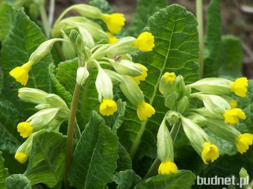 Pierwiosnek lekarski (Primula veris)