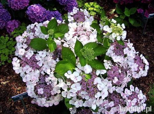 Hortensja ogrodowa Hydrangea macrophylla