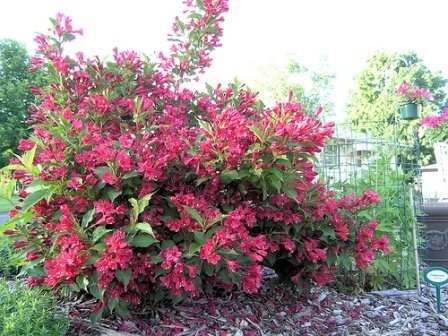 Krzewuszka cudowna (Weigela florida 'Red Prince')