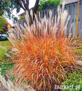 Miskant ' Perpurascens ' Miscanthus