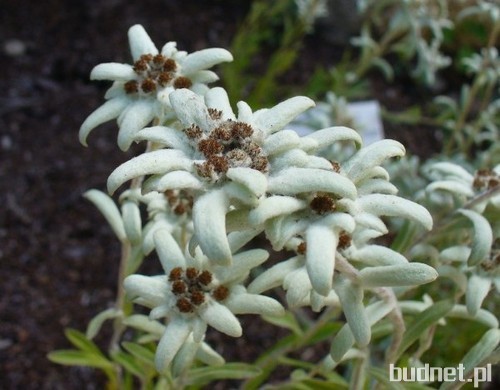 Szarotka alpejska - Leontopodium alpinum