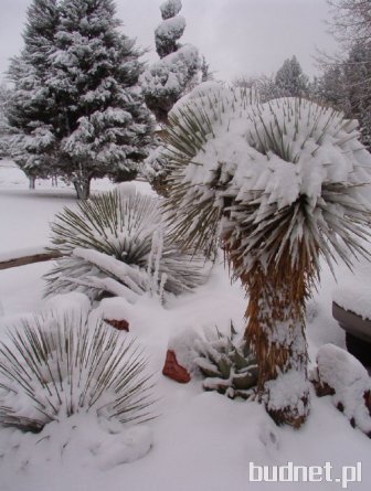 Yucca rostrata